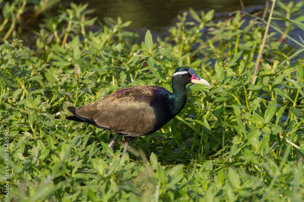 Bronze-winged Jacana bird walking in the nature Bronze-winged Jacana bird walking in the nature
