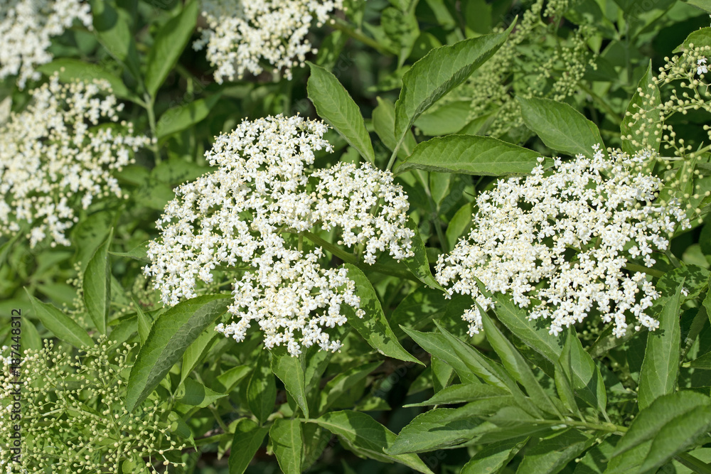 Schwarzer Holunder, Blüten, Sambucus nigra, Blüten Stock Photo | Adobe ...