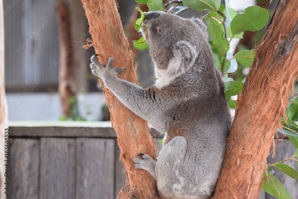 Fototapeta premium koala