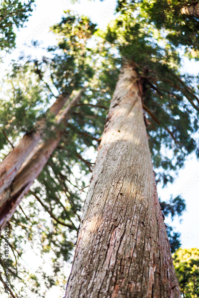 Fototapeta premium Pine tree between the walkway to Togakushi shrine