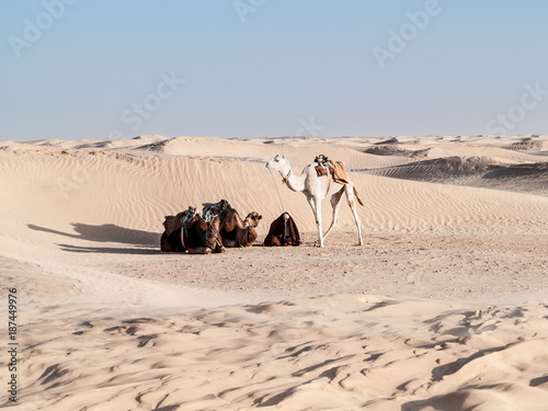 Desert of Douz,Tunisia,camels stopped under a dune to rest