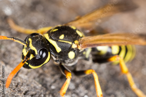Portrait of a yellow wasp in nature © schankz