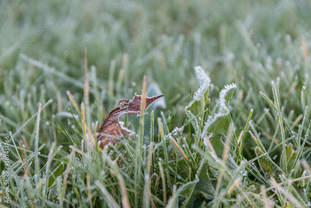 Laubblatt und Raureif im Gras - Nahaufnahme Laubblatt und Raureif im Gras - Nahaufnahme