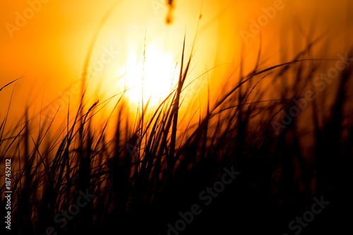 Grass in the rays of sunset as background