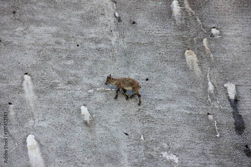 Φωτογραφία Cub of Alpine Ibex, a species of wild goat that lives in the mountains of the European Alps, licks stones and salt on a vertical dam at the lake Barbellino