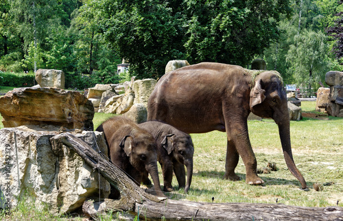 Elephant family in the zoo