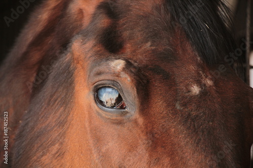 a brown horse with a beautiful reflection on the eye