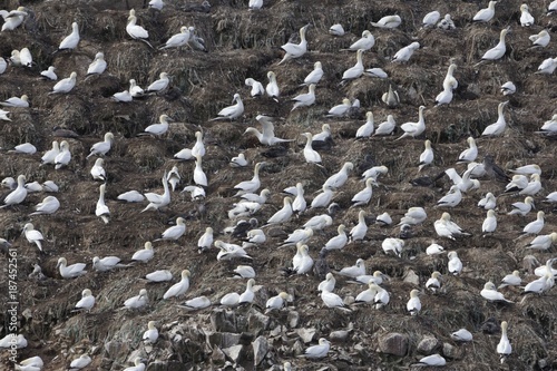 Breading colony of northern gannets (Morus bassanus)