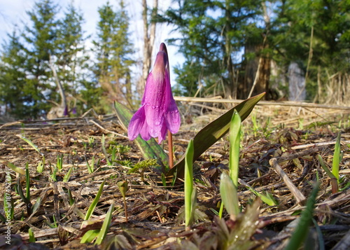 Purple flower Kandyk (Erythronium) in a forest glade, in the spring. photo