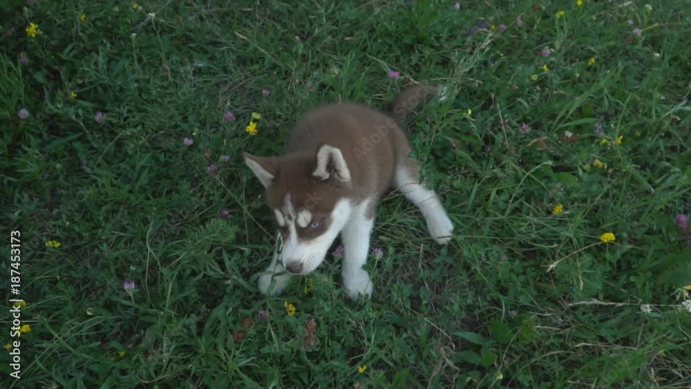 A puppy of husky walks on the nature A puppy of husky walks on the nature