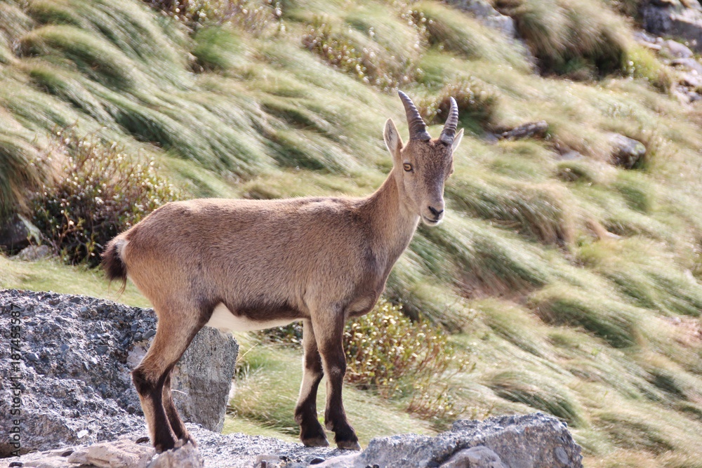 Alpine ibex in Alps Orobie, Val Seriana, Bergamo, Italy. Summertime. Alpine ibex in Alps Orobie, Val Seriana, Bergamo, Italy. Summertime.