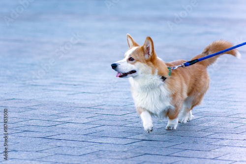 Photography A small red dog of Corgi breed for a walk on a leash in the city