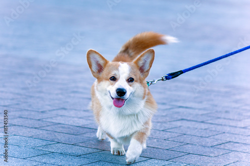 Photography A small red dog of Corgi breed for a walk on a leash in the city