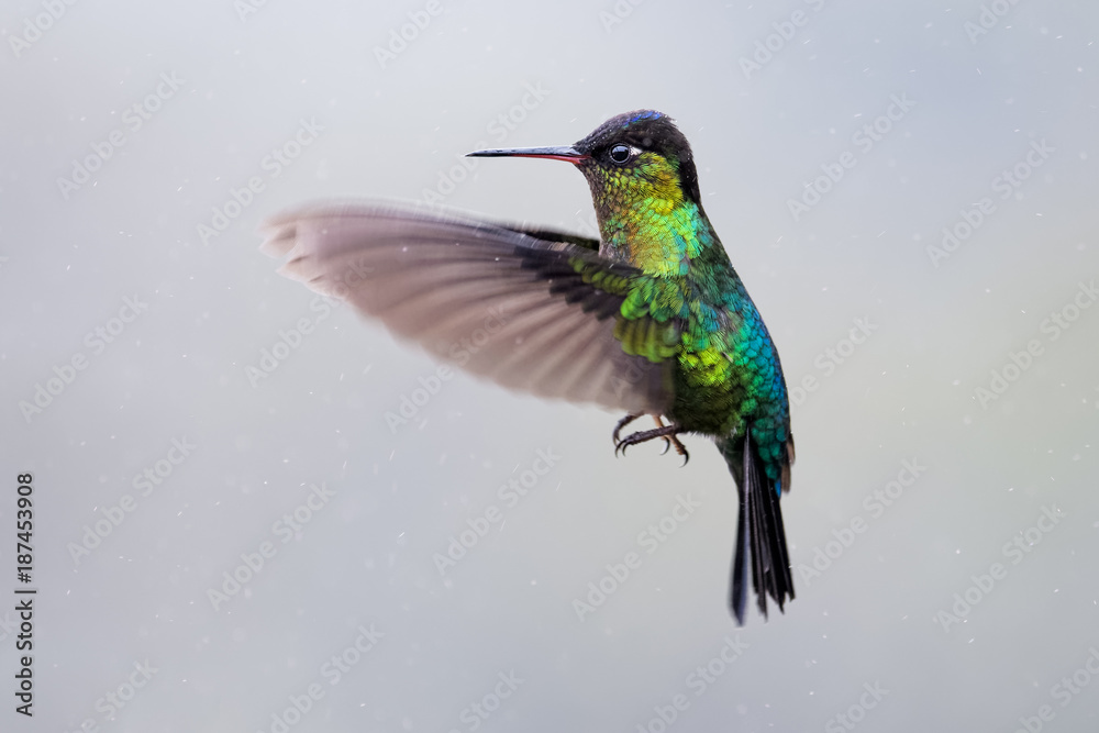 Fototapeta premium Hummingbird in the cloud forest of Dota, Costa Rica