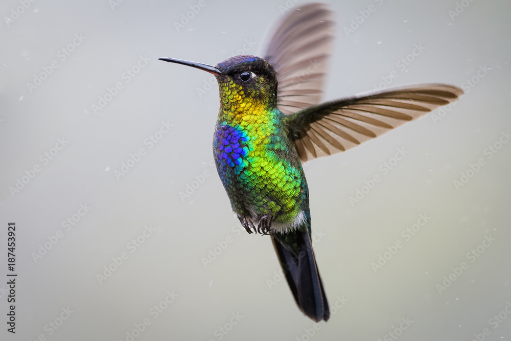 Fototapeta premium Hummingbird in the cloud forest of Dota, Costa Rica
