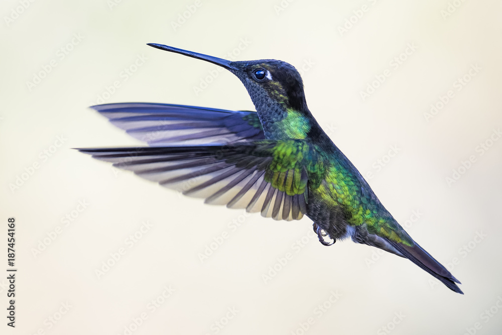 Fototapeta premium Hummingbird in Costa Rica