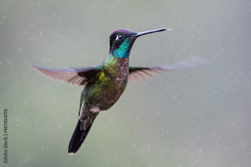Fototapeta premium Hummingbird in Costa Rica