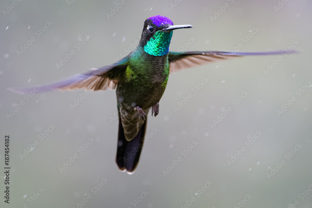 Fototapeta premium Hummingbird in Costa Rica
