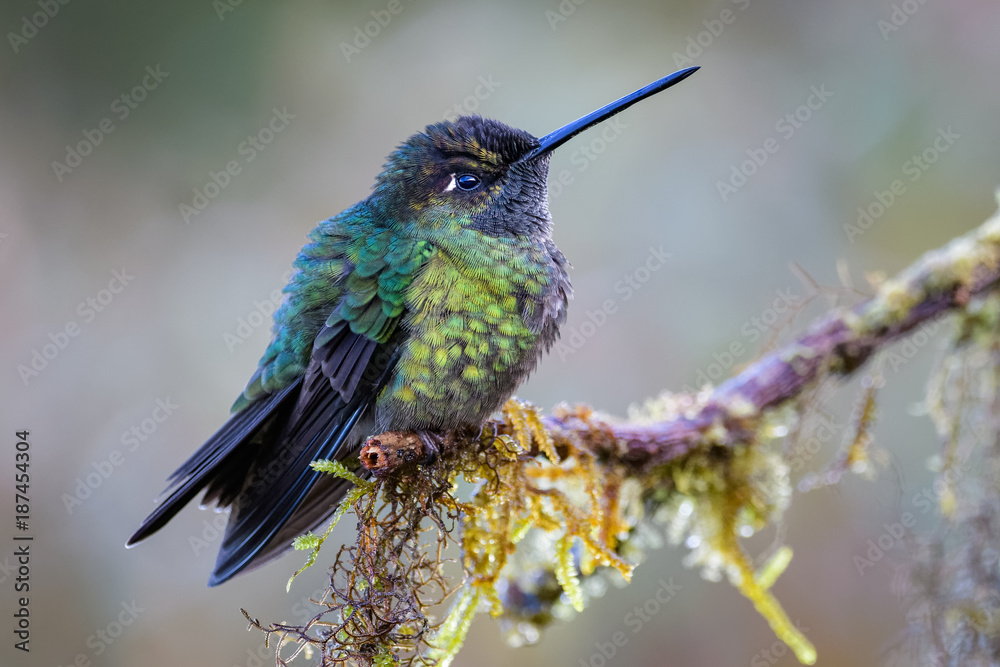 Fototapeta premium Hummingbird in Costa Rica