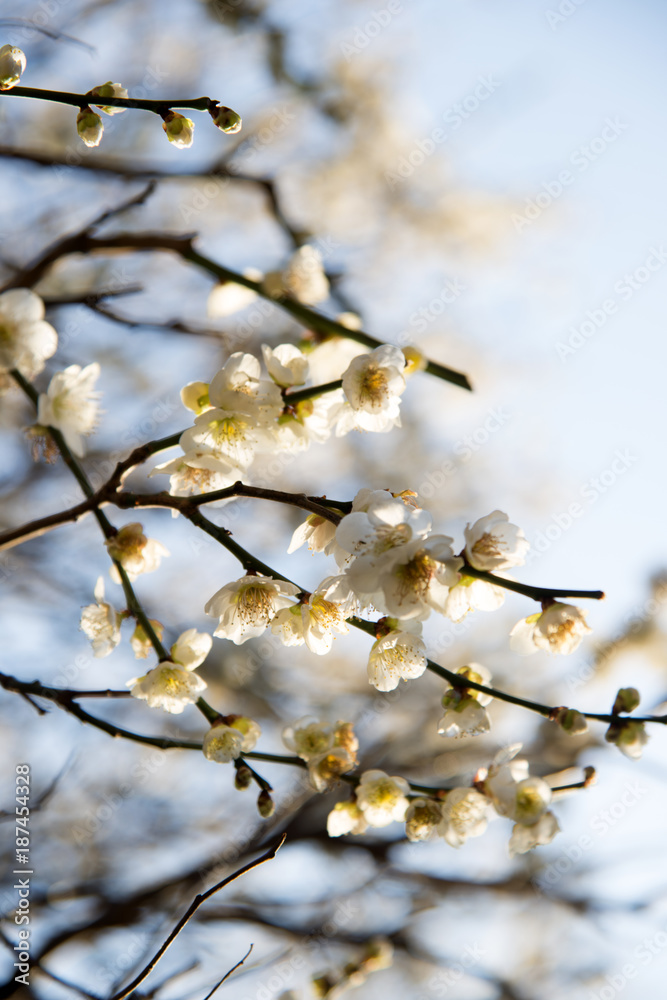 花イメージ 花イメージ