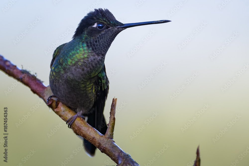 Fototapeta premium Hummingbird in Costa Rica