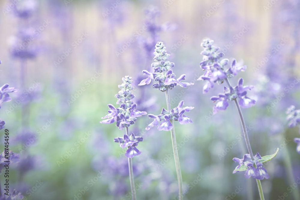 Obraz premium Blue Meadow Sage flower (Salvia Pratensis or Herbaceous Perennial Plant) wildflower vintage toed image.