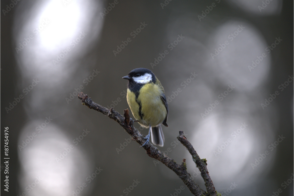 Obraz premium Kohlmeise auf Ast