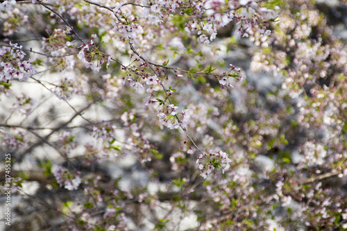橘公園の桜 © 裕子 西川
