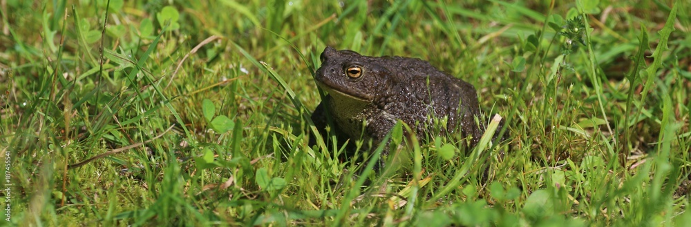 Obraz premium toad on grass