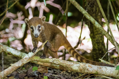 Coatimundi in a forest in Guatemala