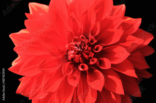 Close up of red dahlia flower on black background.