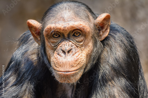 Obraz na płótnie Portrait of a chimpanzee