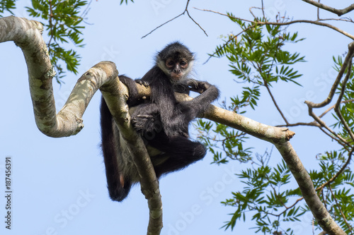 Tableau sur toile Spider monkey in a tree in Tikal, Guatemala