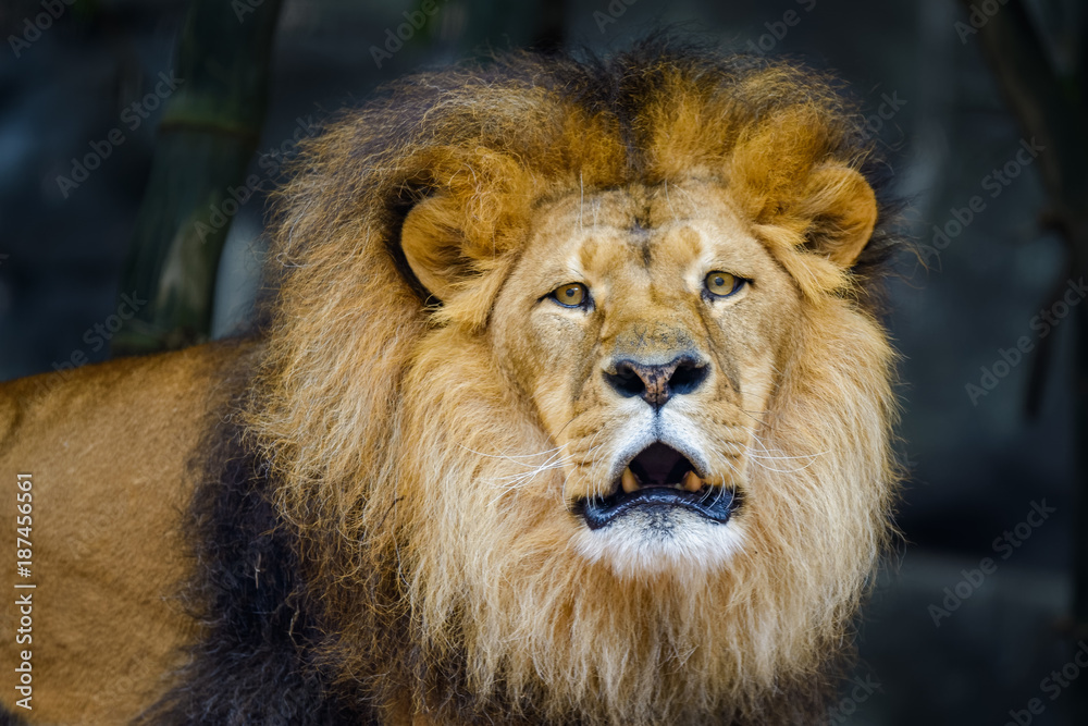Fototapeta premium African lion growling while looking at the camera