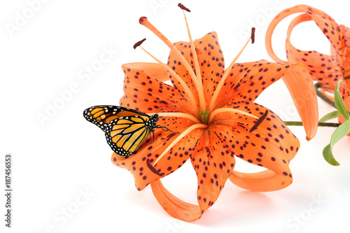 Papillon sur une fleur