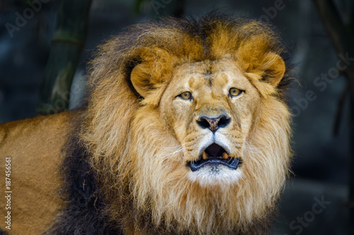 Fototapeta Naklejka Na Ścianę i Meble -  African lion growling while looking at the camera