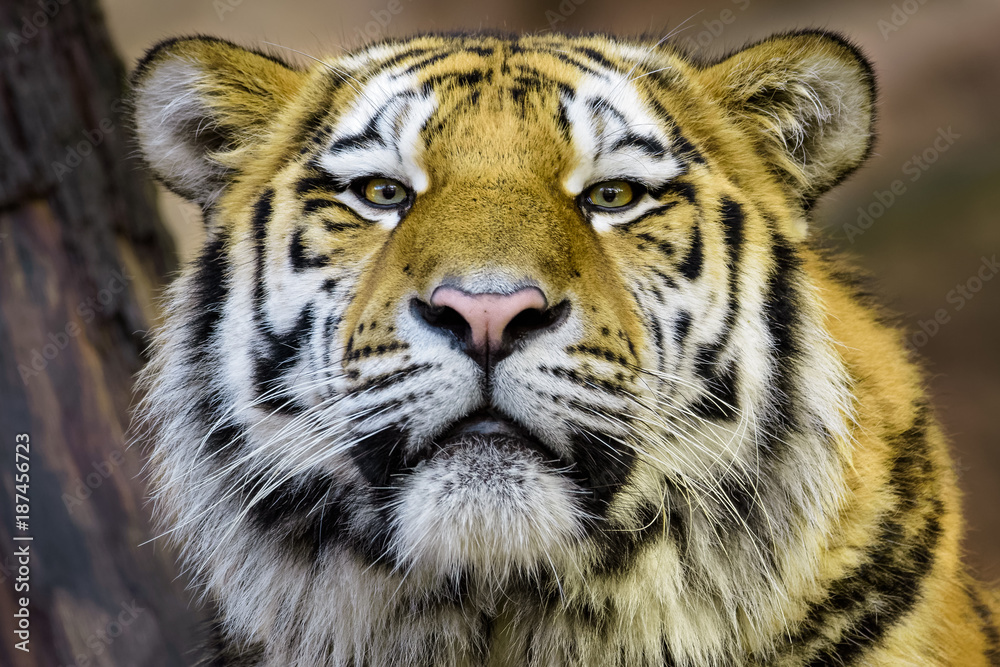 Fototapeta premium Siberian tiger