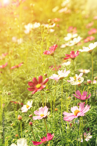 Fototapeta Naklejka Na Ścianę i Meble -  Pink cosmos flower field in sunshine.