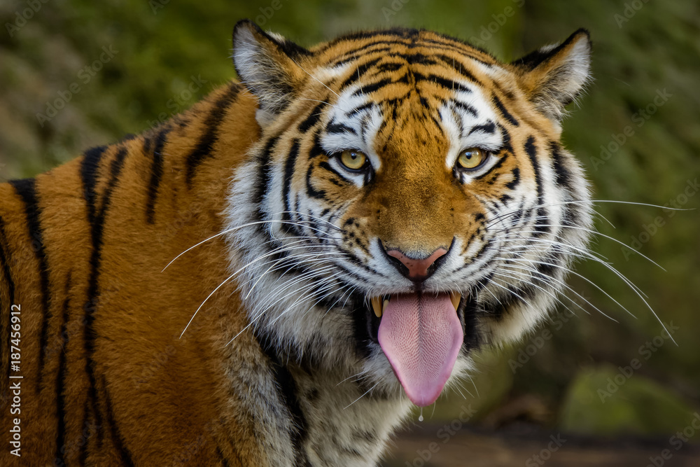 Fototapeta premium Siberian tiger