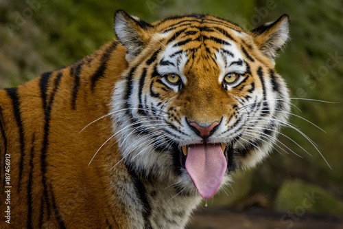 Fototapeta Naklejka Na Ścianę i Meble -  Siberian tiger