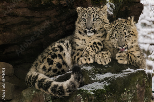 Snow leopard cubs sitting on a rock