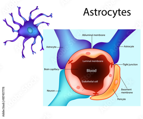 Astrocytes. Schematic diagram of the neurogliovascular unit. Types of glial cells such as pericytes and astrocytes