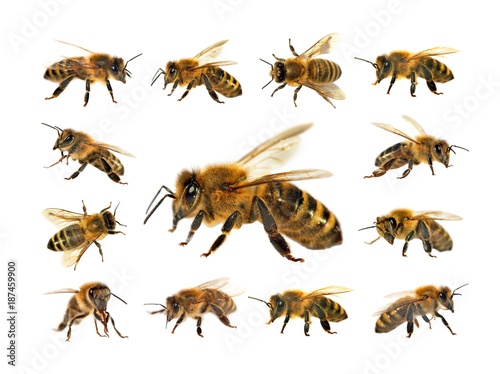 group of bee or honeybee on white background  honey bees