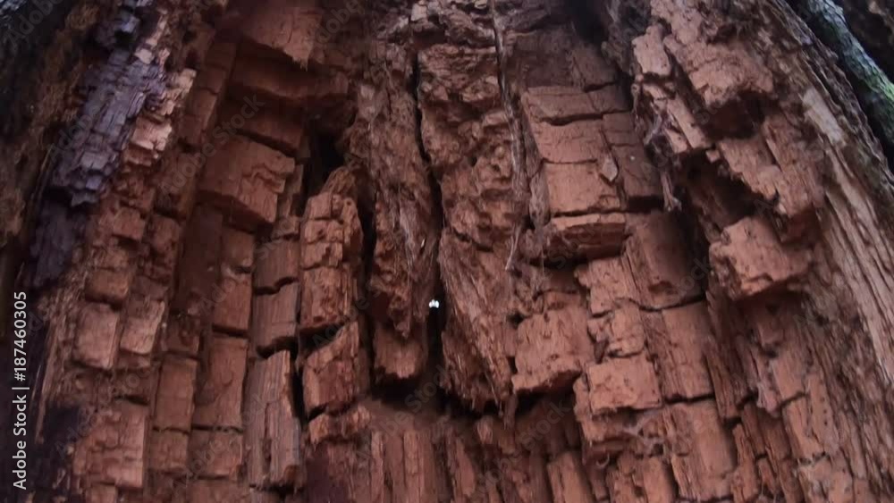 Verrottender Eichenstamm im Naturpark Spessart, Spessarteiche, Zersetzung, Vergänglichkeit, Urwald, Laubwald, 4K Verrottender Eichenstamm im Naturpark Spessart, Spessarteiche, Zersetzung, Vergänglichkeit, Urwald, Laubwald, 4K