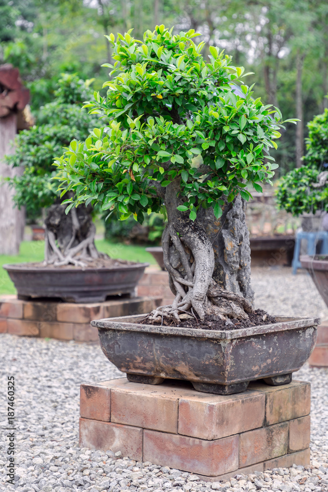 Bonsai tree on ceramic pot in bonsai garden. Bonsai tree on ceramic pot in bonsai garden.