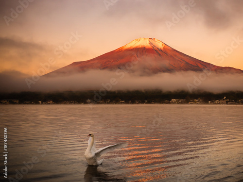 白鳥と富士山