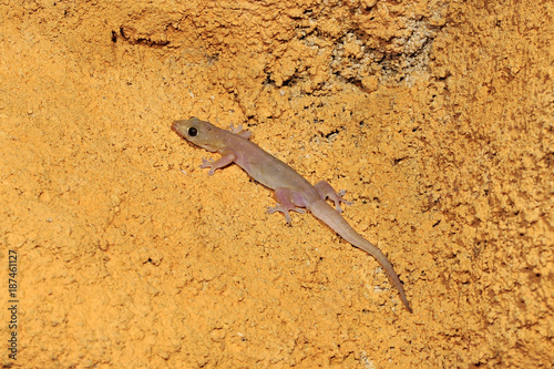 Asiatischer Hausgecko (Hemidactylus frenatus) - Common house gecko / Sri Lanka photo