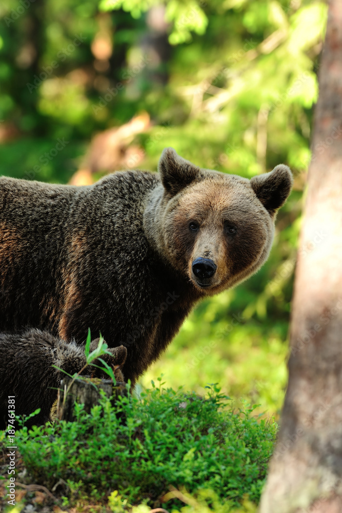 Fototapeta premium Mother bear with cub closeup. Momma bear portrait with cub.
