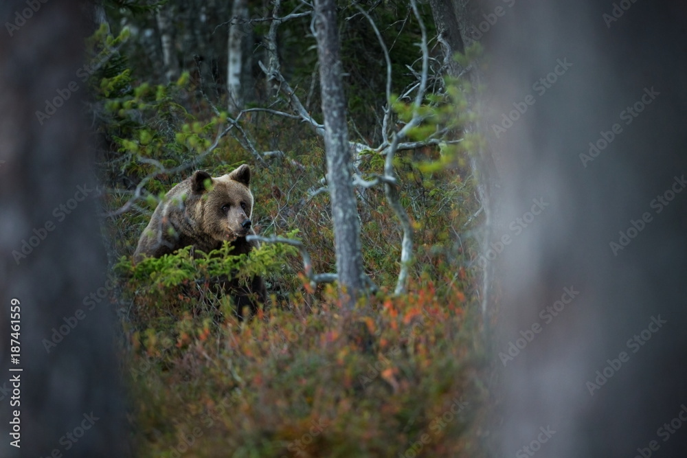 Ursus arctos. The brown bear is the largest predator in Europe. He lives in Europe, Asia and North America. Wildlife of Finland. Photographed in Finland-Karelia. Beautiful picture. From the life of th