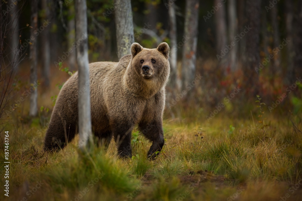 Fototapeta premium Ursus arctos. The brown bear is the largest predator in Europe. He lives in Europe, Asia and North America. Wildlife of Finland. Photographed in Finland-Karelia. Beautiful picture. From the life of th